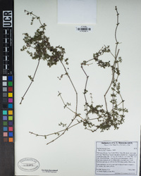 Galium nuttallii image