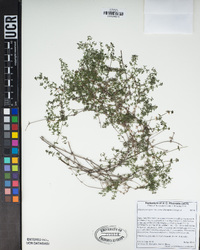 Galium porrigens image