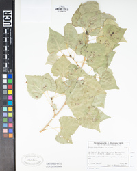 Populus fremontii image