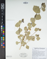 Populus nigra image