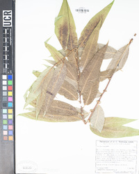 Salix laevigata image