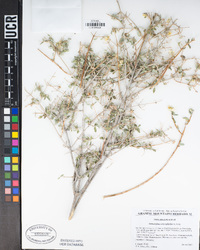 Philadelphus microphyllus image