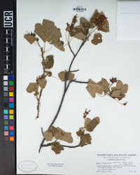 Ribes sanguineum var. sanguineum image
