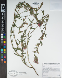 Castilleja applegatei subsp. martinii image