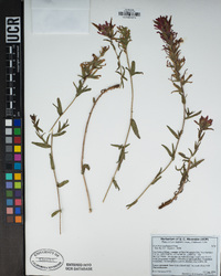 Castilleja applegatei image