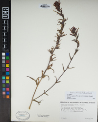 Castilleja applegatei image