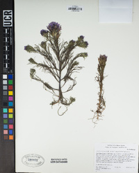 Castilleja exserta image