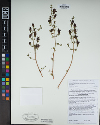 Keckiella antirrhinoides var. microphylla image