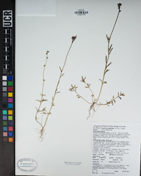 Nuttallanthus canadensis image