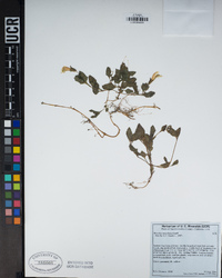 Erythranthe moschata image