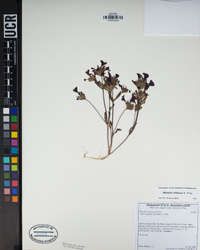 Diplacus bicolor image