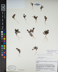 Diplacus bicolor image