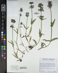 Penstemon rydbergii image