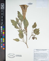 Datura wrightii image