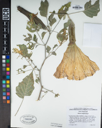 Datura wrightii image