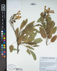 Nicotiana glauca image