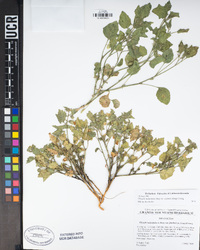 Physalis hederifolia image