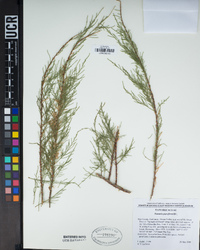 Tamarix parviflora image