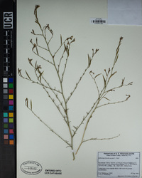 Epilobium brachycarpum image