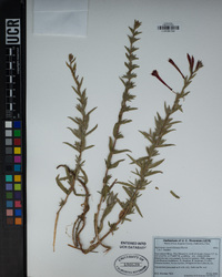 Epilobium canum image