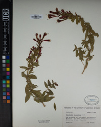 Epilobium canum image