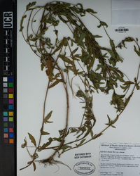 Epilobium ciliatum image