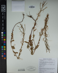 Epilobium ciliatum subsp. watsonii image