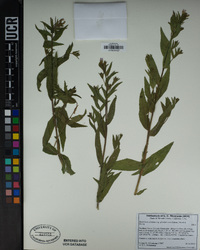 Epilobium ciliatum subsp. glandulosum image