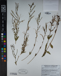 Epilobium glaberrimum subsp. fastigiatum image