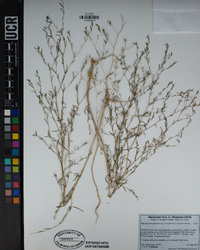 Gayophytum diffusum subsp. parviflorum image