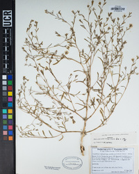 Gayophytum diffusum image