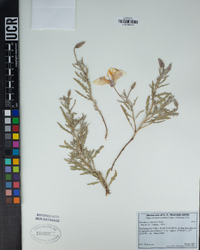 Oenothera californica image