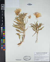 Oenothera deltoides image