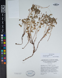 Oxalis californica image