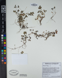 Oxalis corniculata image