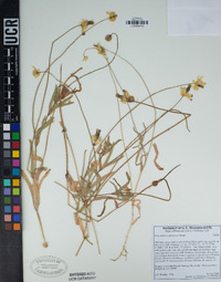 Platystemon californicus image