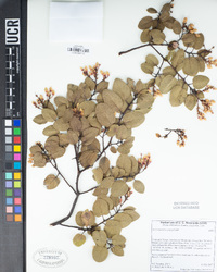 Arctostaphylos glauca image