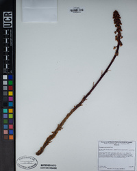 Pterospora andromedea image