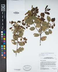 Quercus agrifolia image