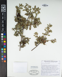 Quercus berberidifolia image