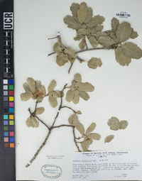 Quercus douglasii image