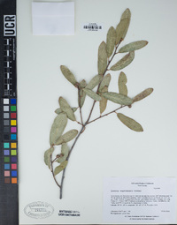 Quercus engelmannii image