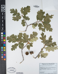 Quercus garryana image