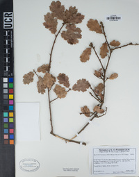 Quercus X kinseliae image