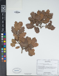 Quercus X kinseliae image
