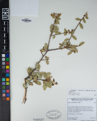 Quercus wislizeni image