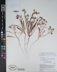 Camissoniopsis bistorta image