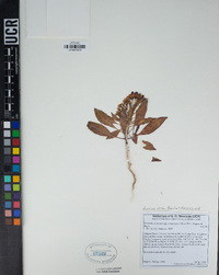 Eremothera boothii image