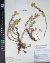 Camissoniopsis cheiranthifolia image