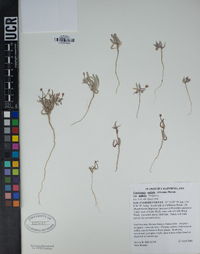 Camissoniopsis pallida image